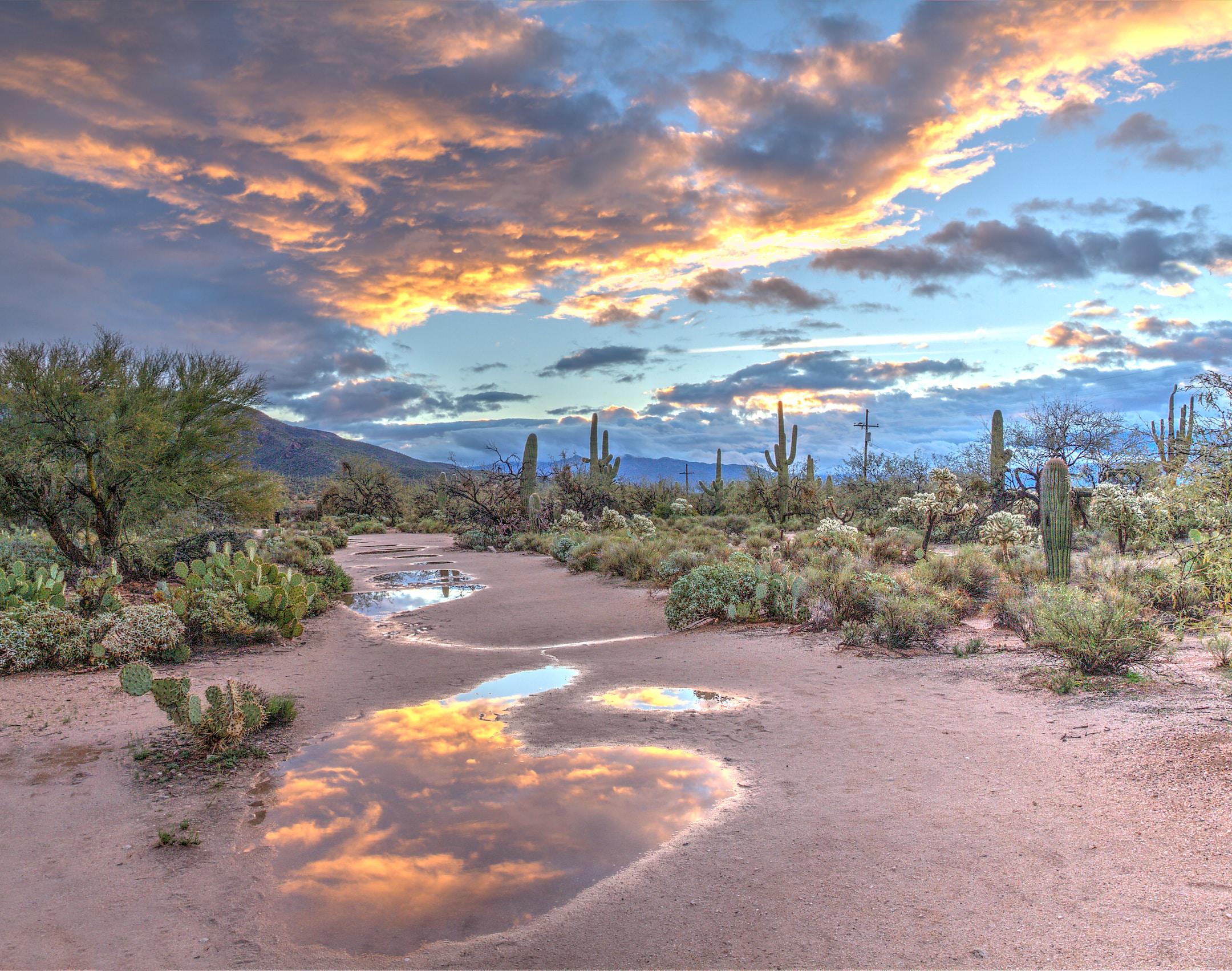 Desert Sunrise at Sabino Canyon with Saguaros