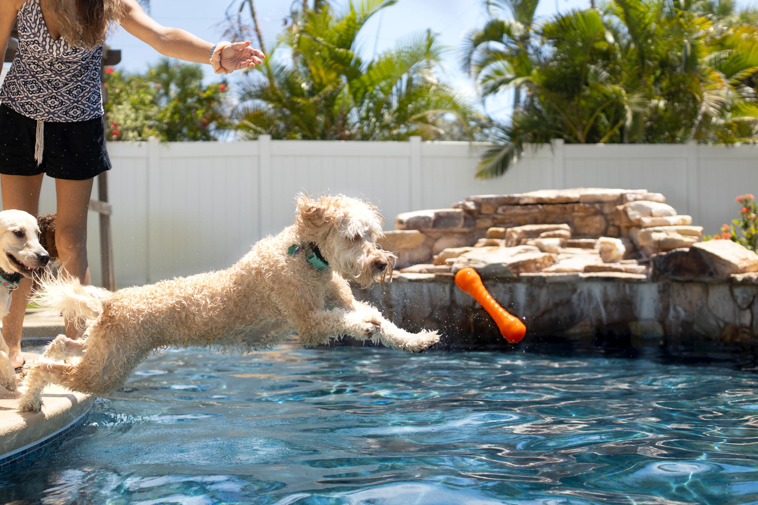 Dog swimming in newly excavated swimming pool in Shelby County.