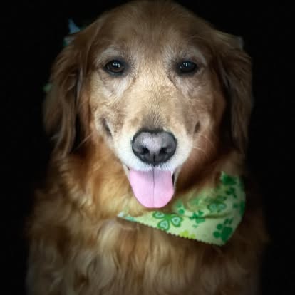 Golden-colored dog wearing a green patterned bandana