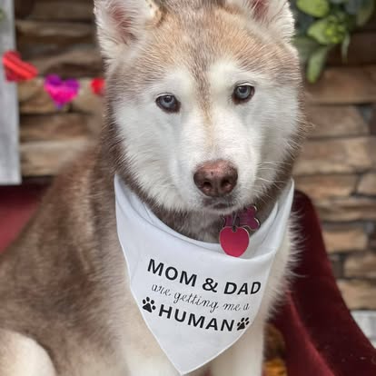 Fluffy husky wearing a white bandana