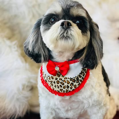 Small black-and-white dog wearing a red bow and patterned bandana
