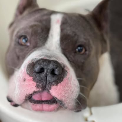 Close-up portrait of a gray and white dog