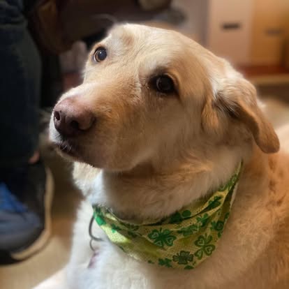 Cream-colored dog wearing a green patterned bandana indoors