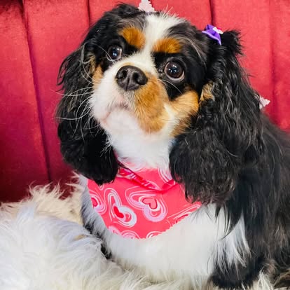 Black, white, and tan spaniel wearing a pink bandana