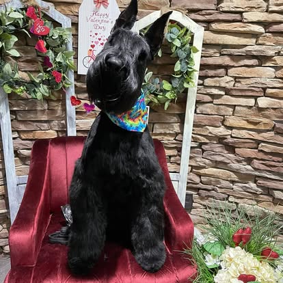 Black dog wearing a colorful bandana while sitting on a red salon chair