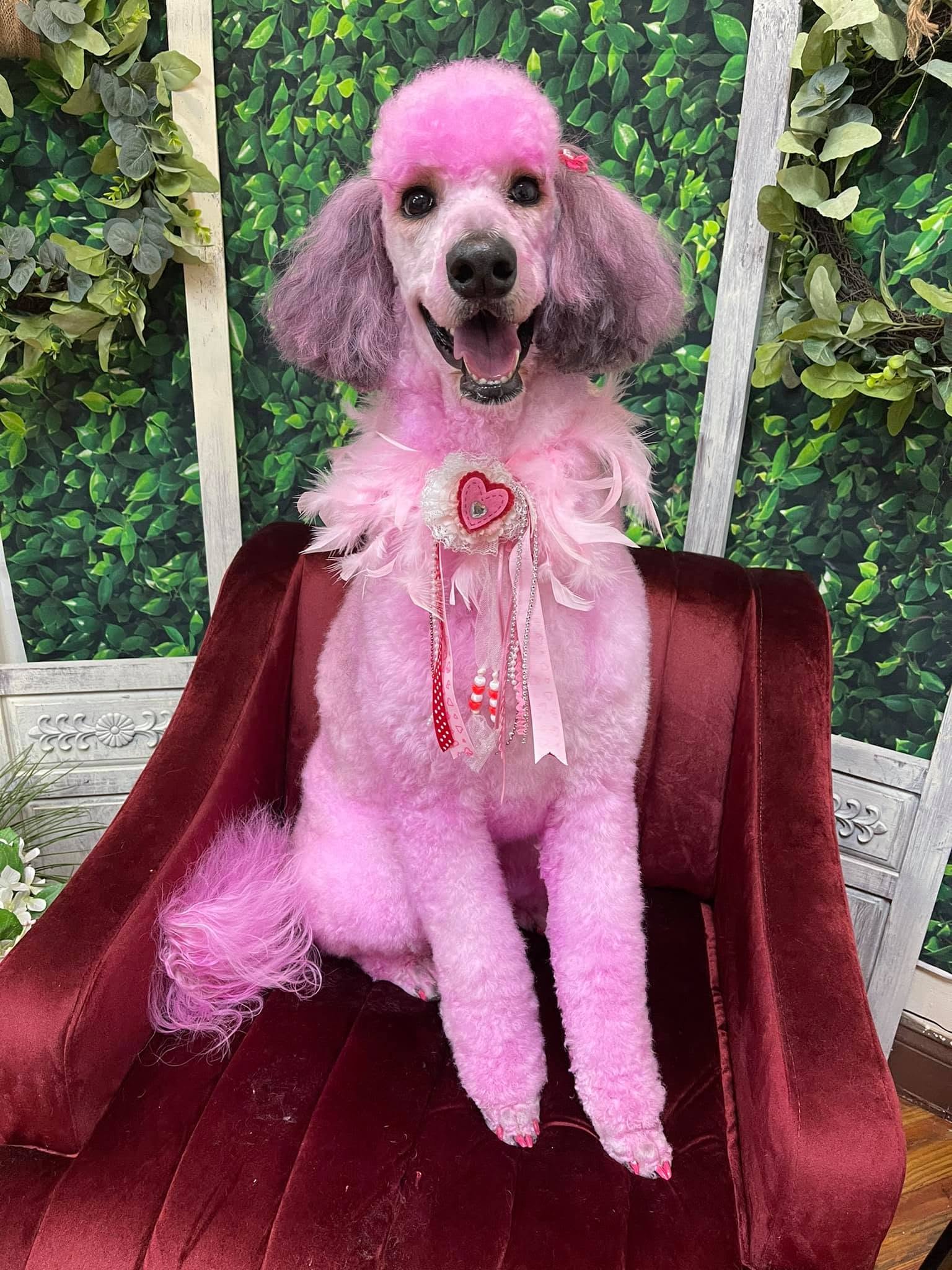 Pink poodle wearing a decorative pink collar and accessories