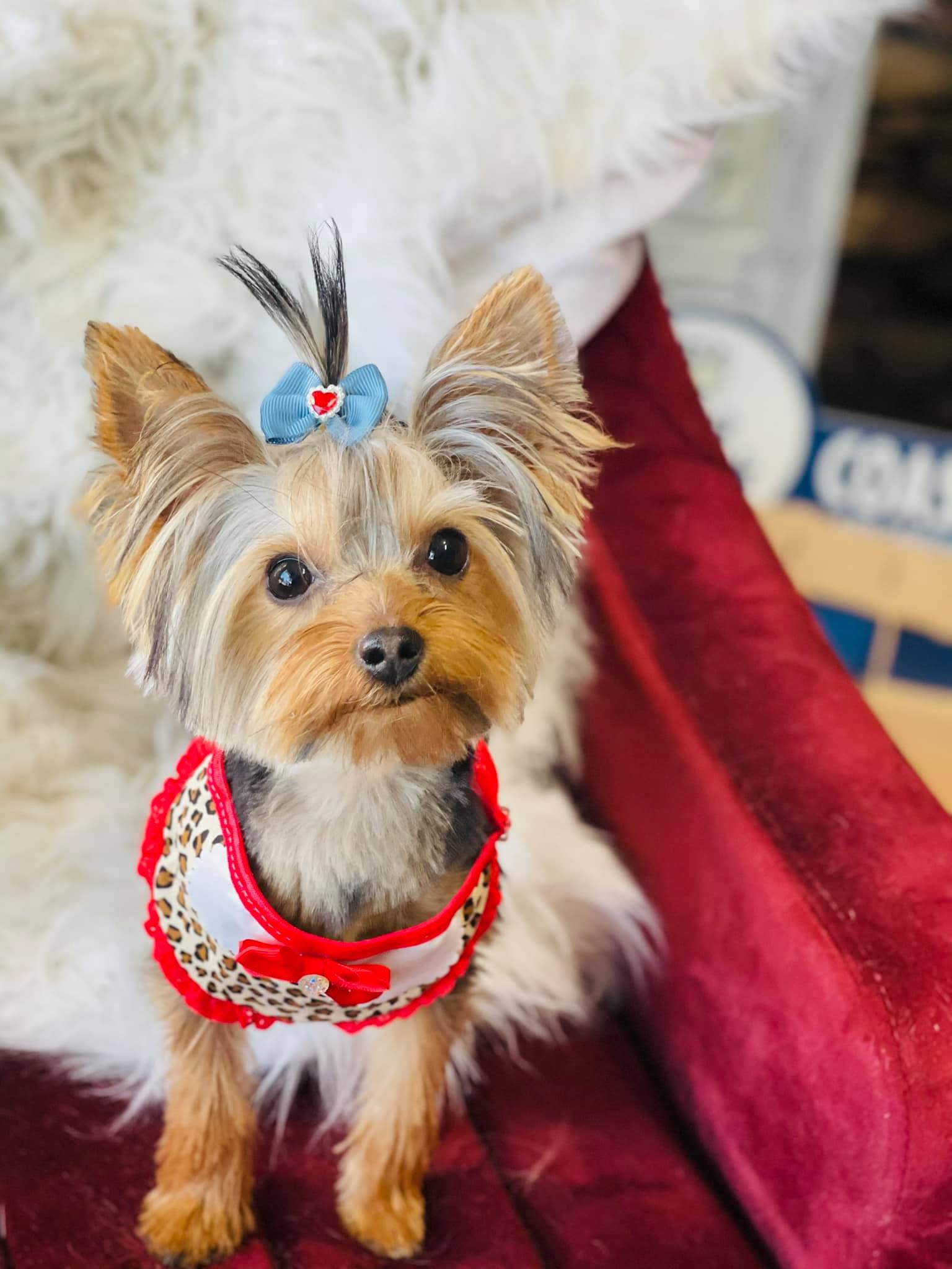 Small Yorkshire terrier wearing a blue bow and red-trimmed patterned outfit