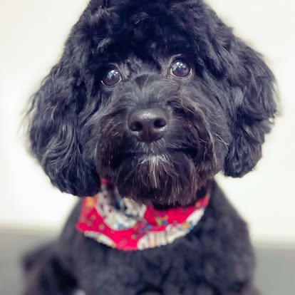Close-up portrait of a black curly-coated dog wearing a red bandana