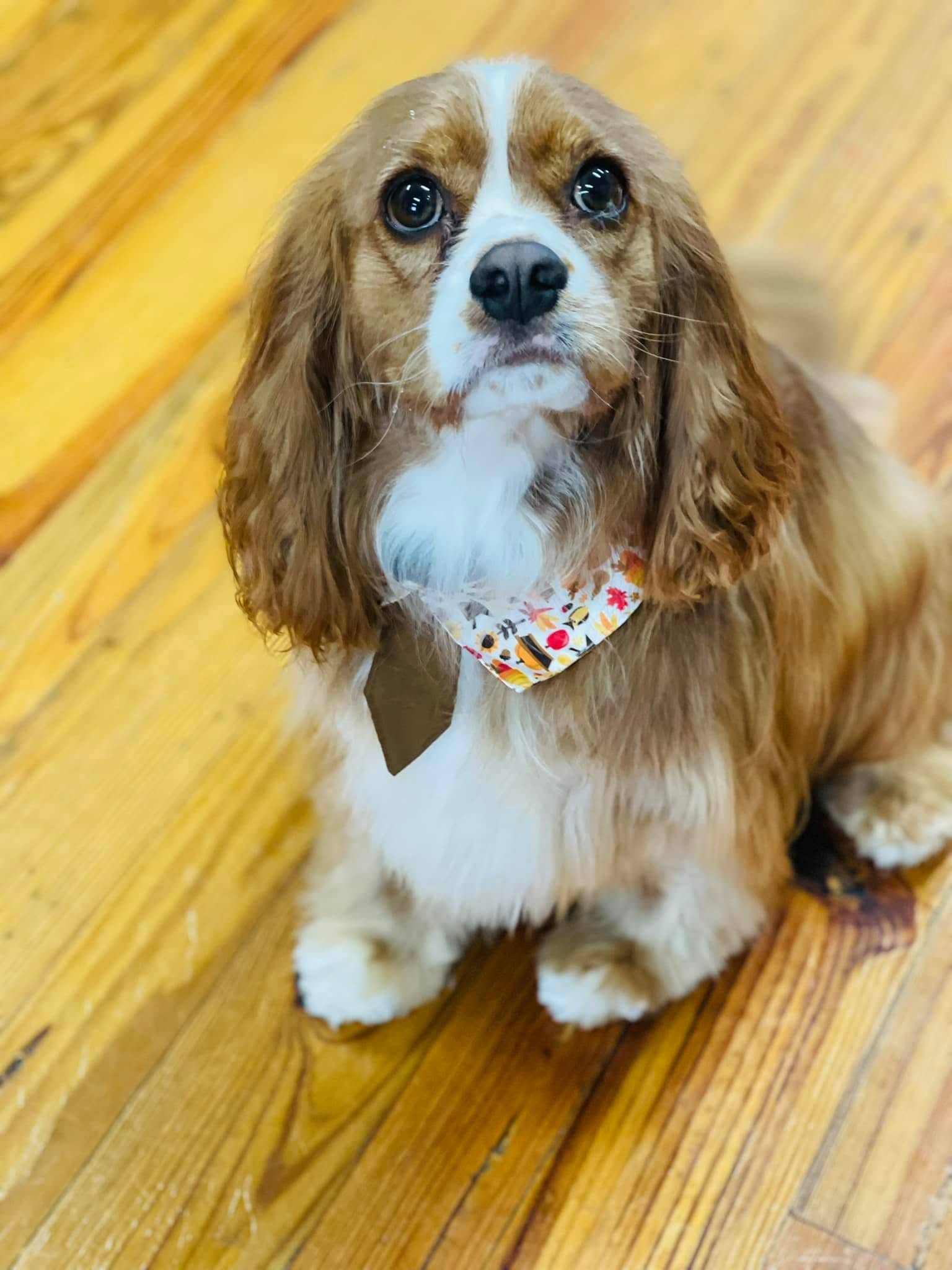 Brown-and-white spaniel wearing a colorful patterned bandana