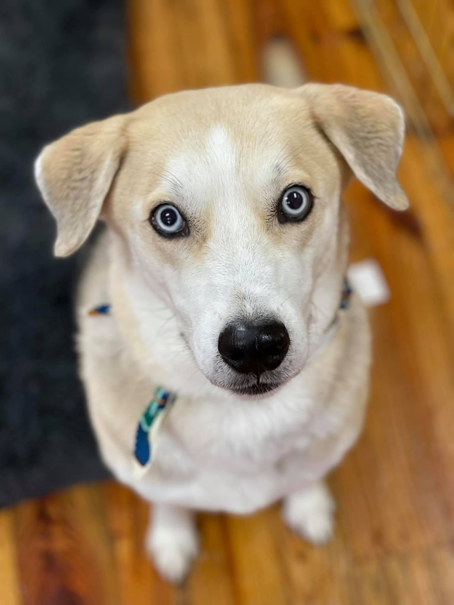 Small tan-and-white dog sitting on a wooden floor
