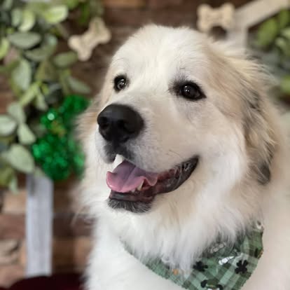 Large white fluffy dog wearing a green plaid bandana