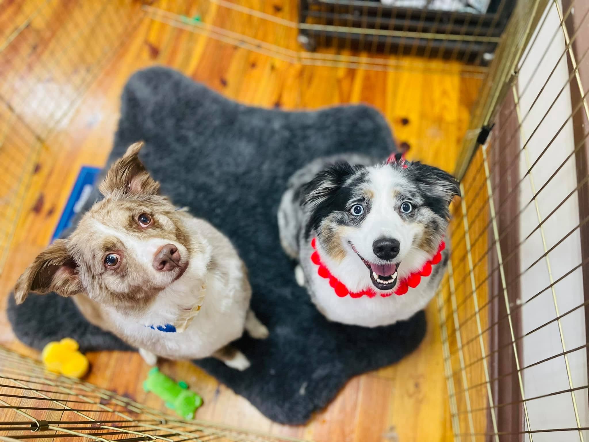 Two dogs looking up together from a salon mat