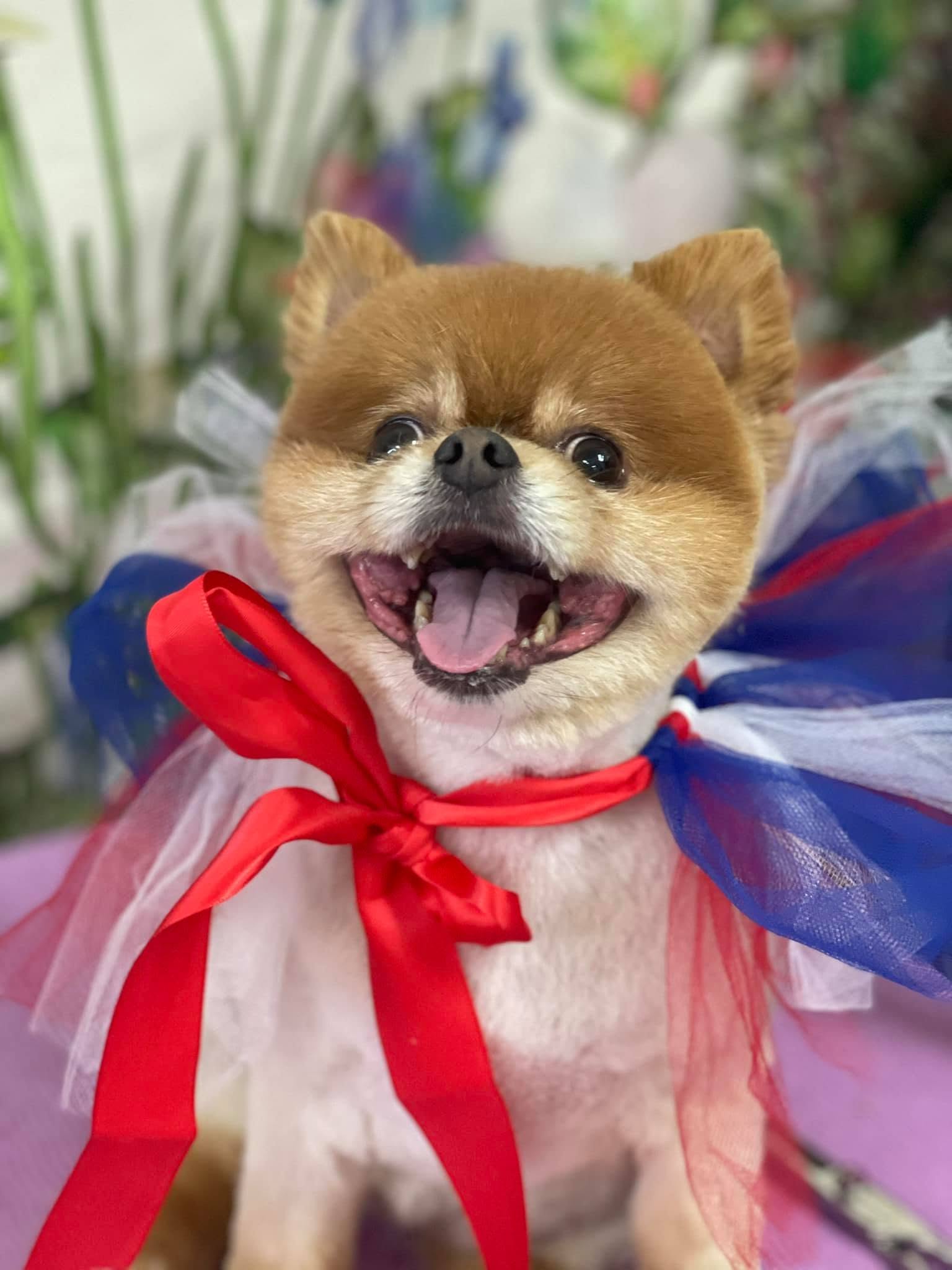 Small fluffy tan dog wearing a red, white, and blue festive cape