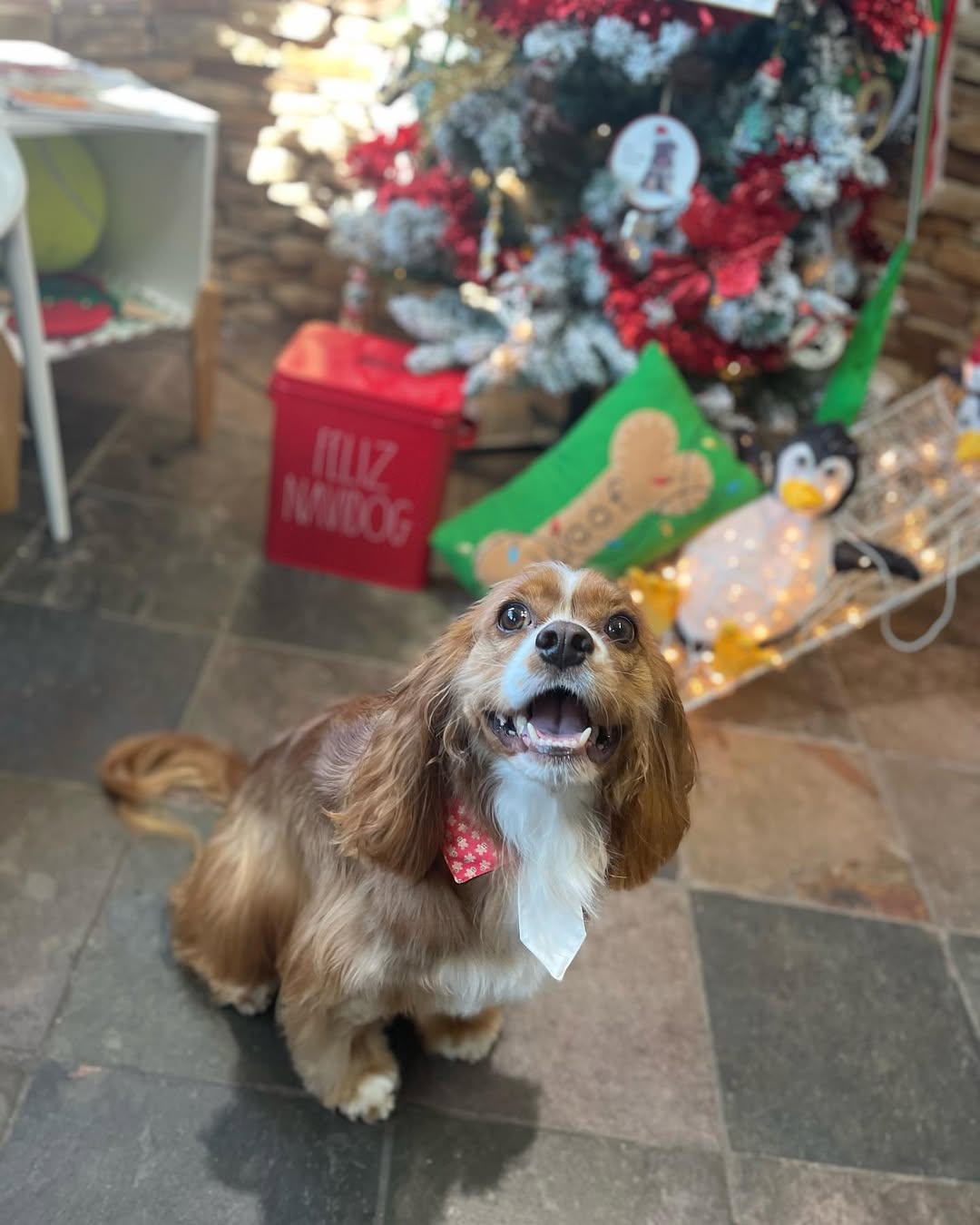 Amanda's small brown-and-white family dog, whose skin-care needs helped shape her professional questions