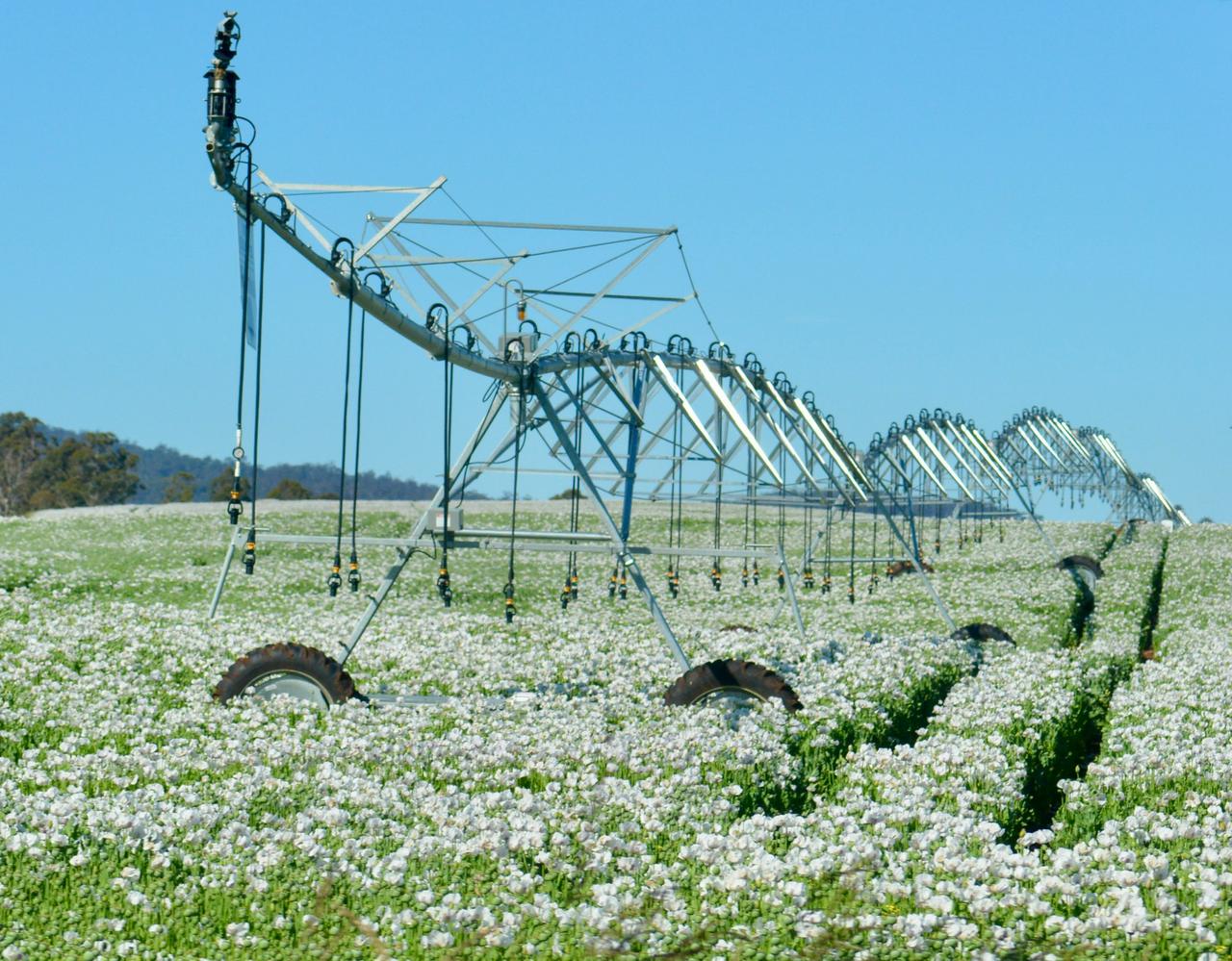 A centre-pivot irrigation system in an expansive field of white poppies near Launceston, Tasmania.