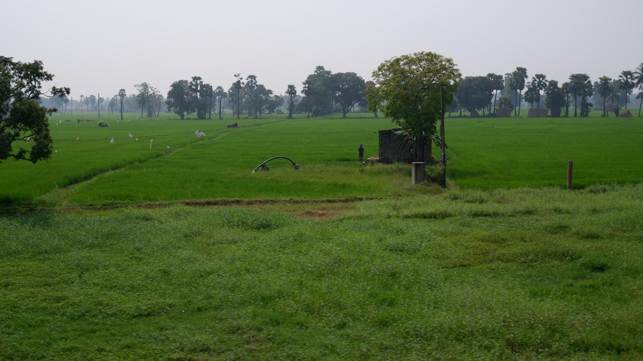 Paddy Rice Fields are very Abundant in Godavari District's both East Godavari, West Godavari and Konaseema Delta Region of Andhra Pradesh State. Rice from this Region is Exported to Many Countries and Also Many Parts of India in Huge. Naturally Grown making them an Unique Grain. The mighty Godavari River Enriched Water Makes it Way to Paddy Fields affords a panoramic view and creates an optical illusion of the sky and paddy fields meeting far away.