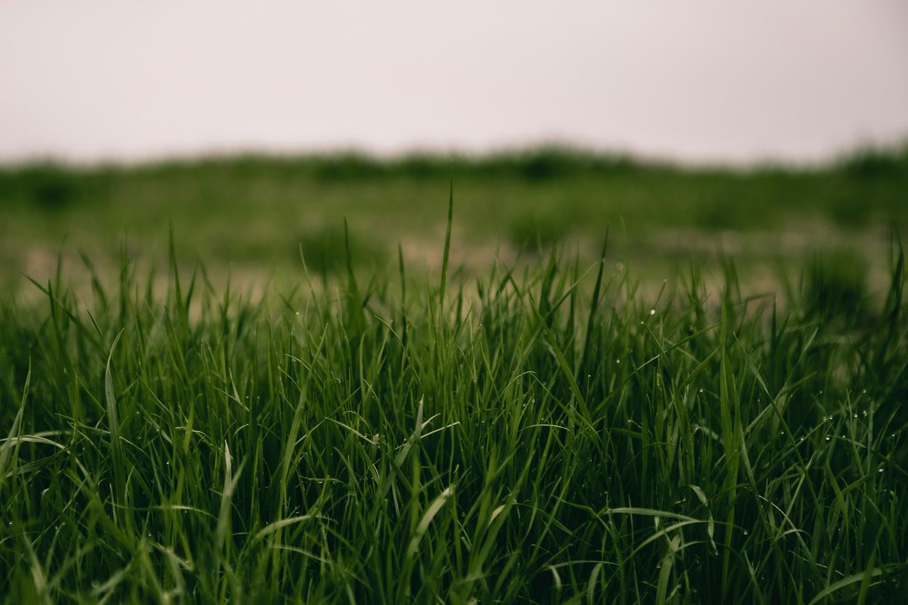 Green Grass