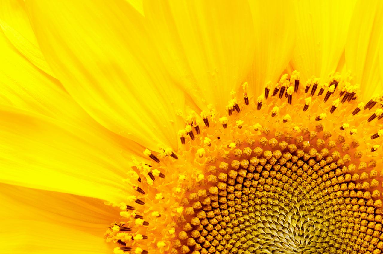 qrsi 2026 -1sflower.jpg