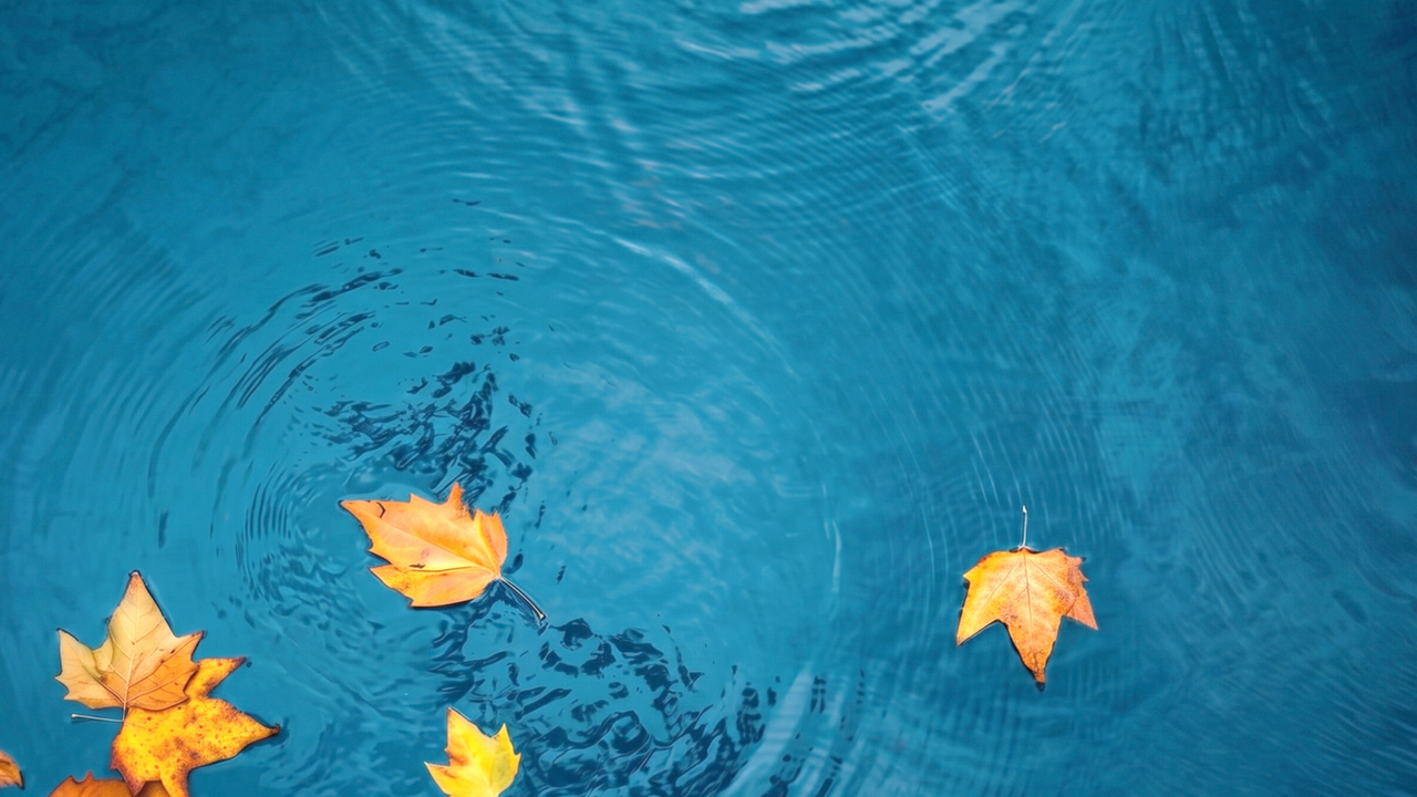 image only minimal leaves on bottom .png