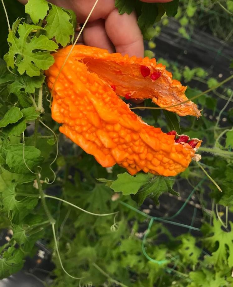 whatsapp image 2023-07-29 at 15.18.00.jpg