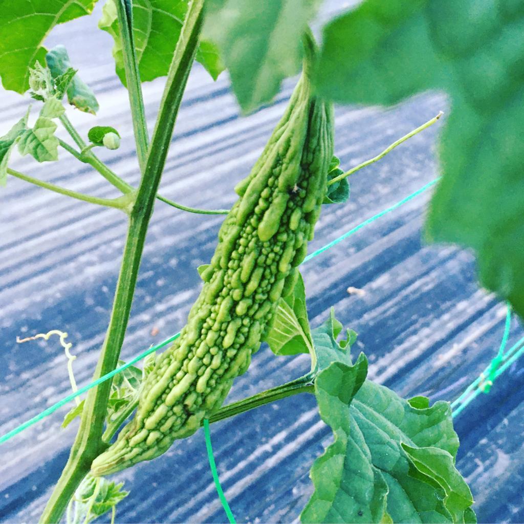 whatsapp image 2021-07-18 at 14.59.29 (7).jpeg