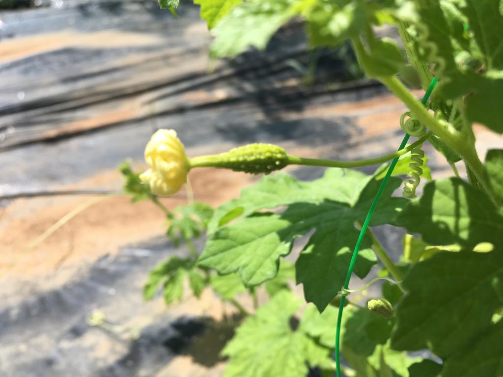 whatsapp image 2019-07-11 at 23.06.58.jpeg