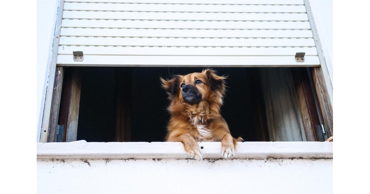 Companion Memorial Crematorium’s guide to pet end of life care