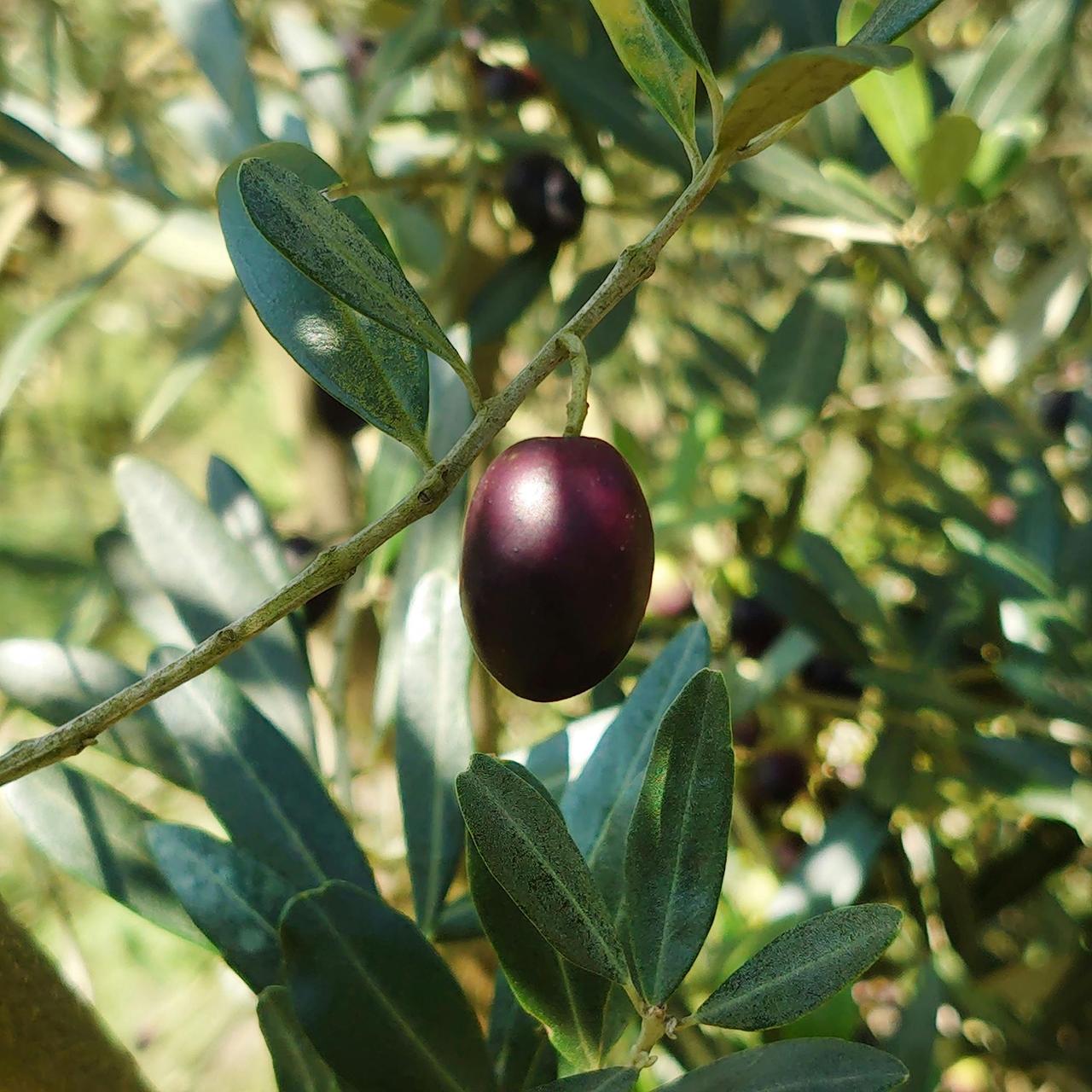 Detailed photo of a ripe olive hanging on a branch with fresh green leaves in natural light.