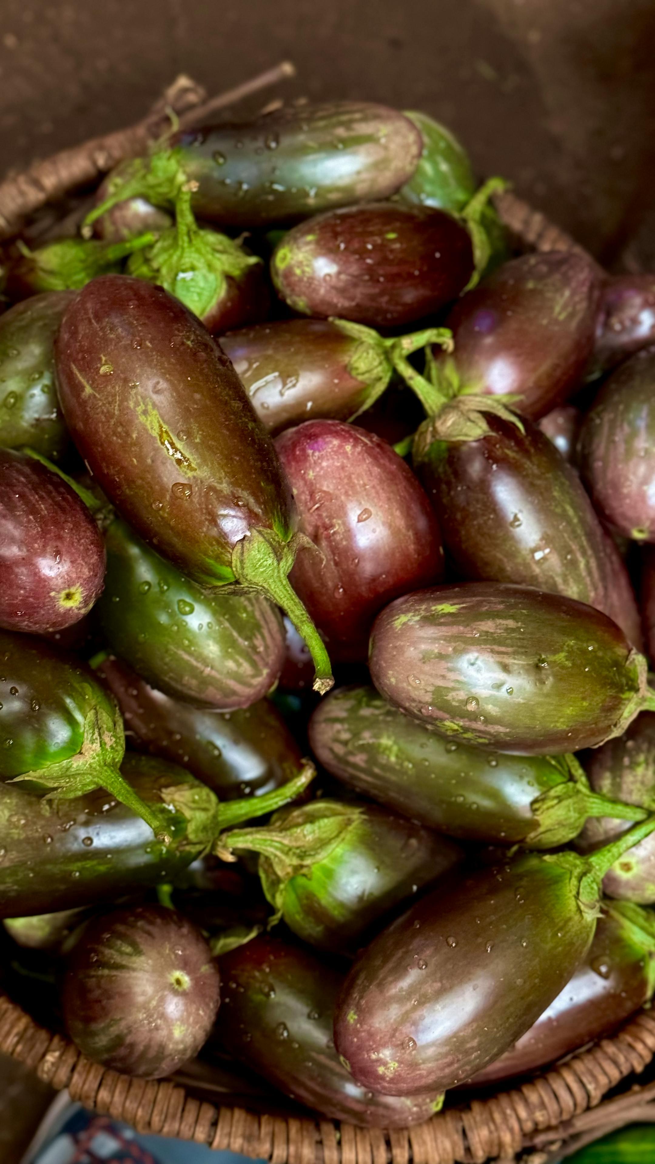 Freshly harvested eggplants with water droplets in a woven basket, showcasing natural produce.