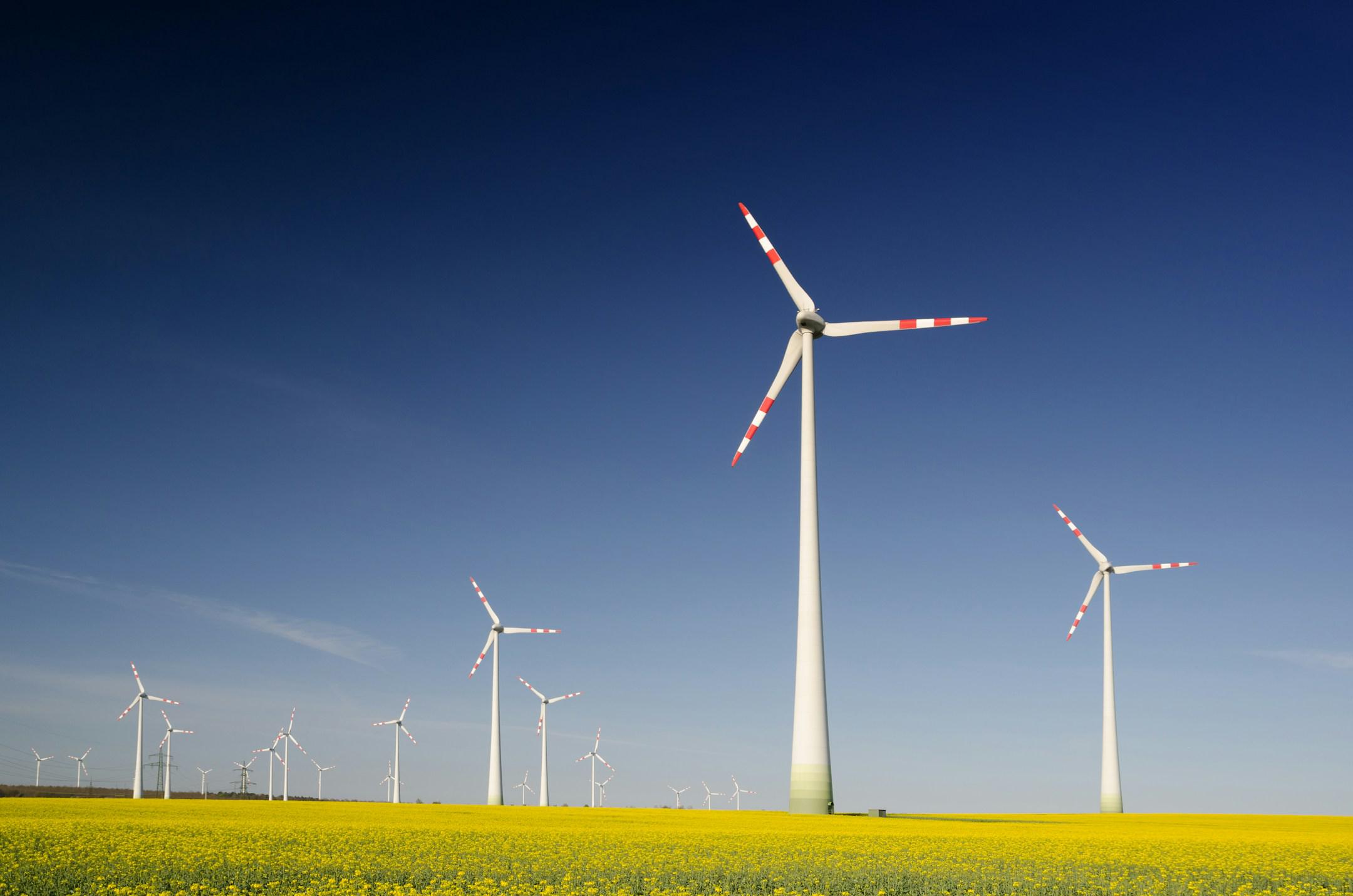 Wind turbines in the rape seed field