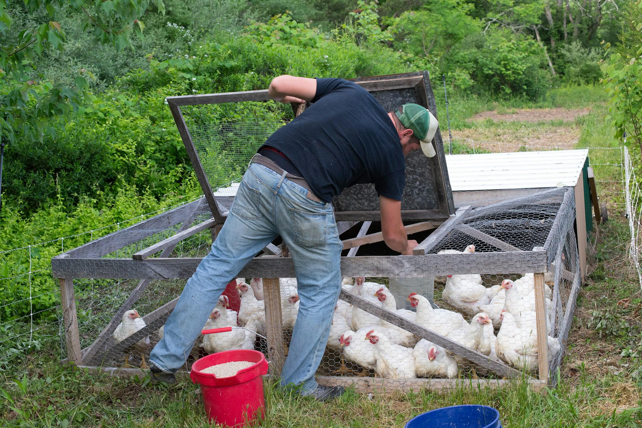 Homesteading for Beginners: 1-Month Course