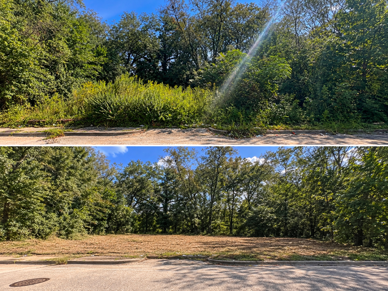 land clearing photo.png