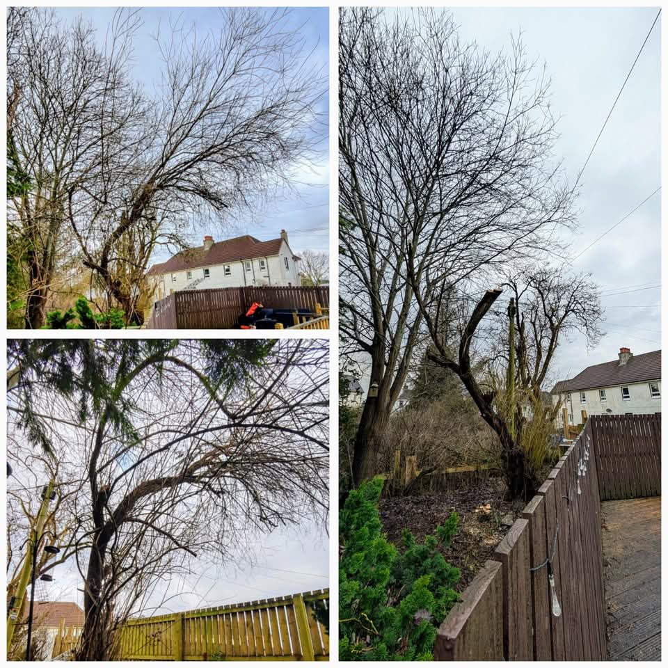 Tree surgery work and professional service