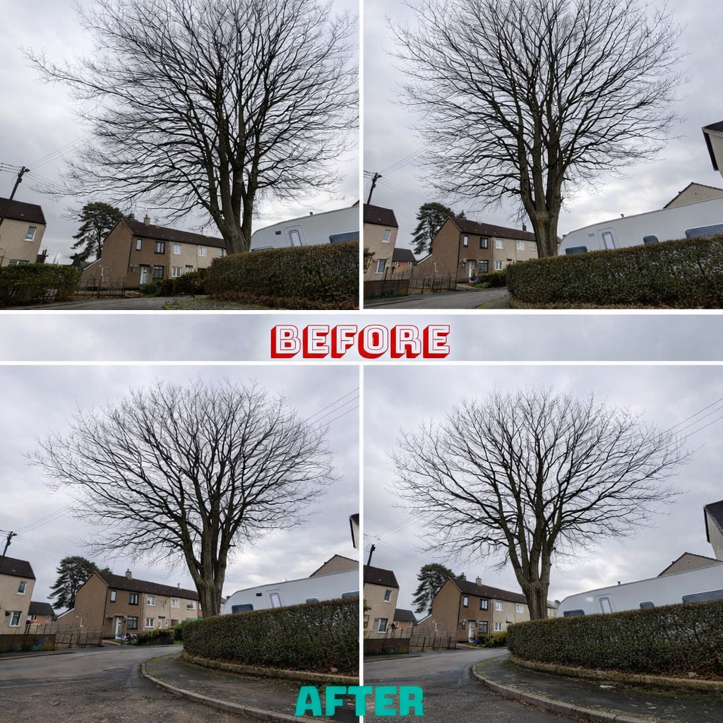 Crown reduction completed work