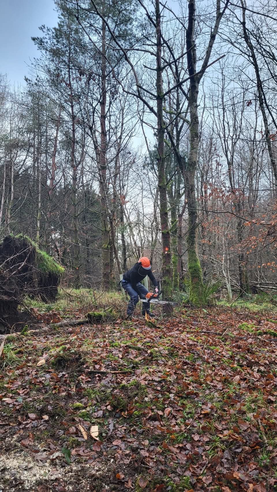 Professional forestry management and woodland care