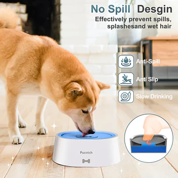 dogbowl.webp
