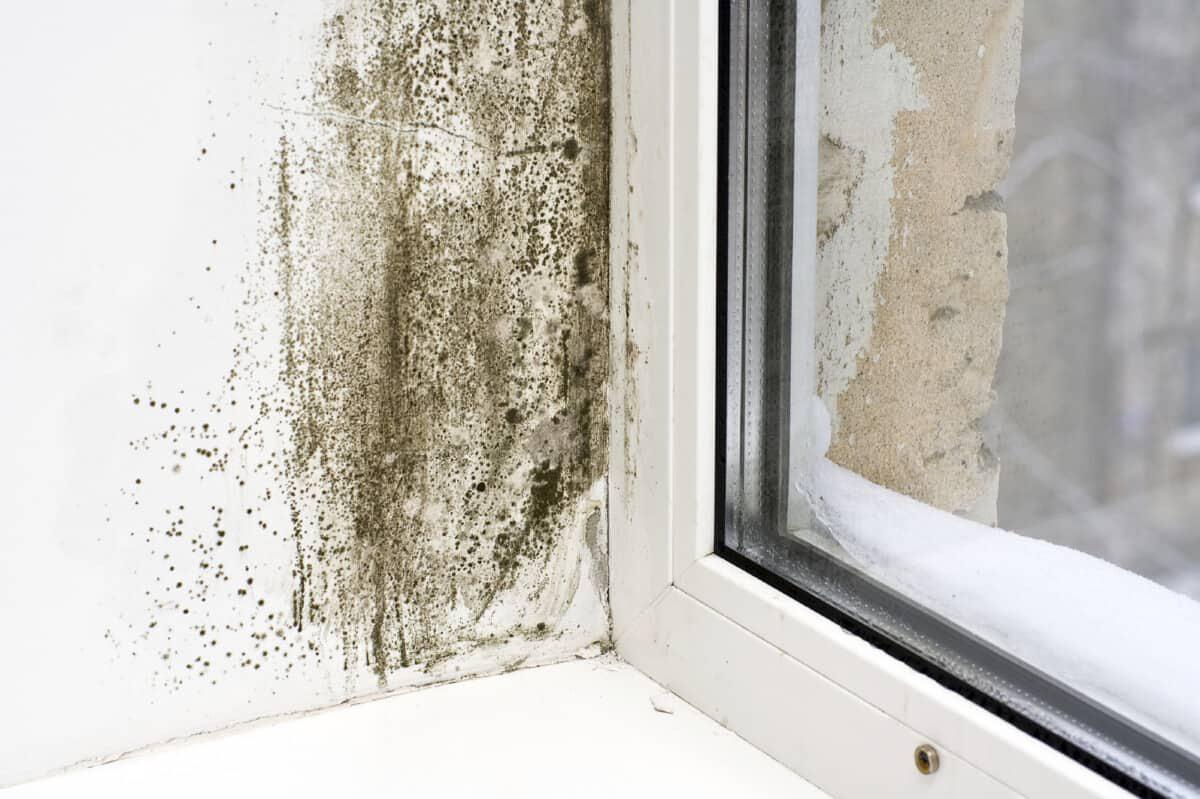 istock_11793647_mould_©timur-arbaev-1200x799.jpg