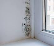 mould.jpeg