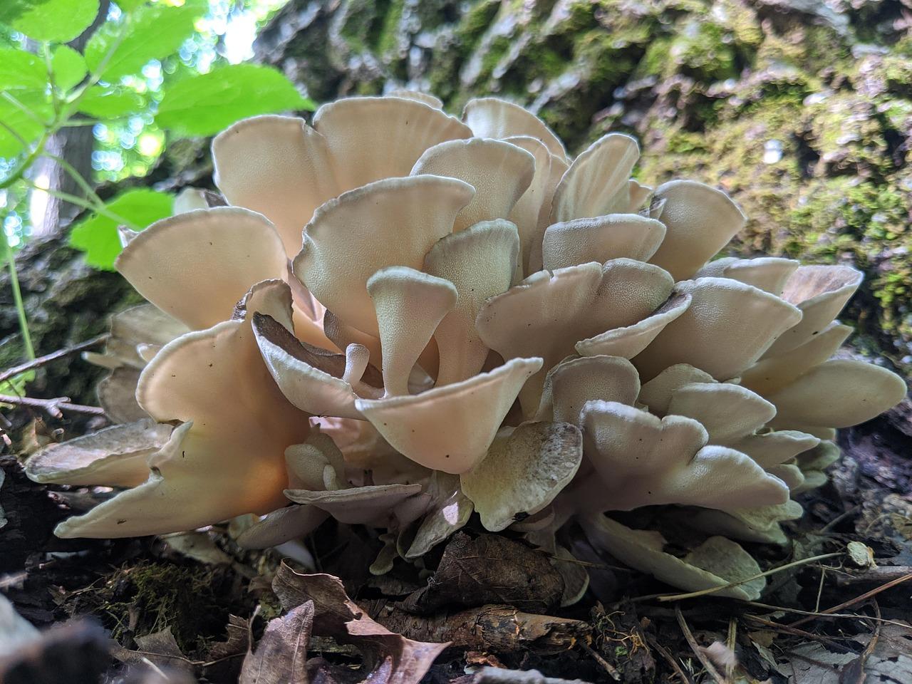 maitake-5953211_1280.jpg