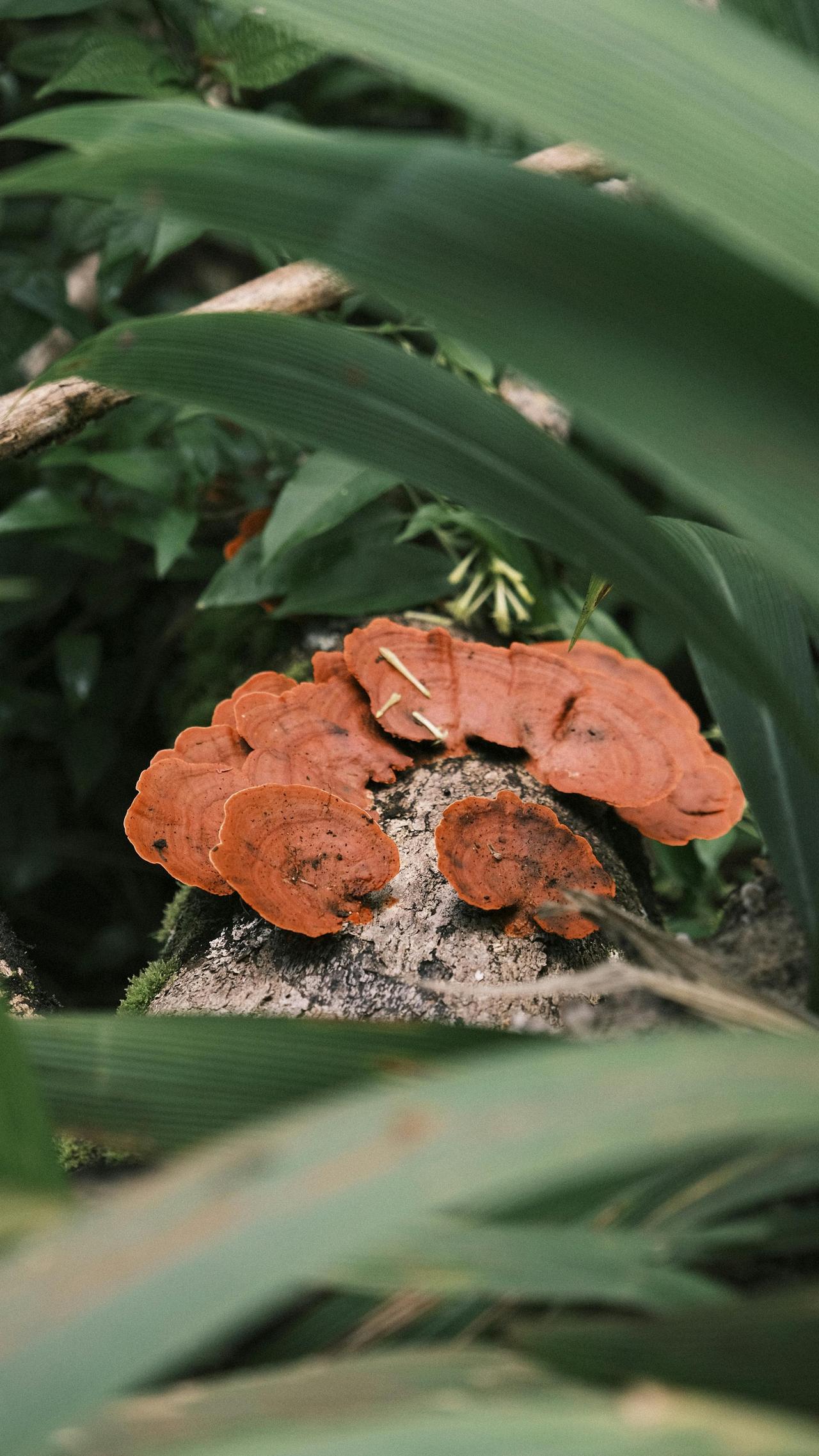 Vibrant red mushrooms growing on a forest log surrounded by lush greenery.