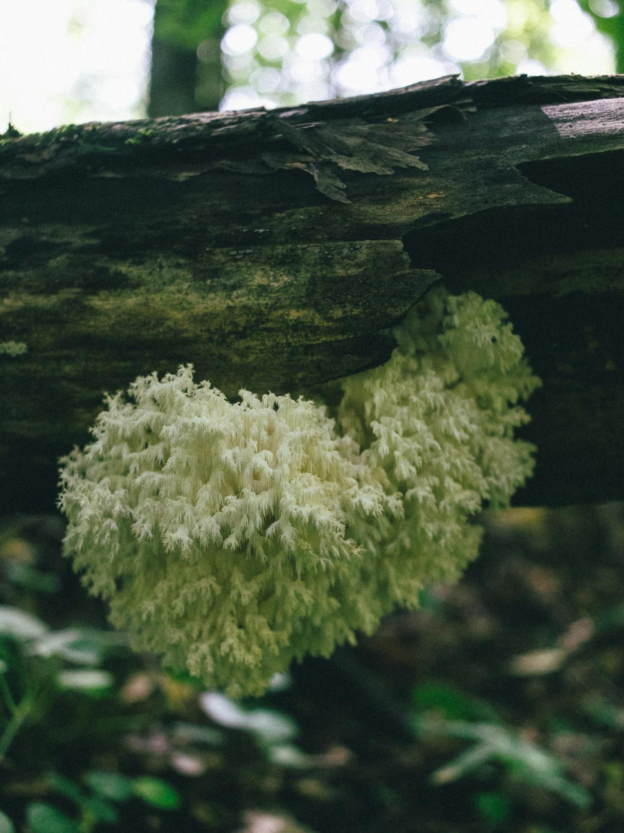 Close-up of a Lion's Mane mushroom growing on a fallen log in the forest.