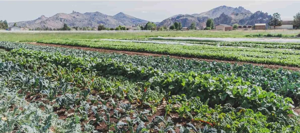 terrebonne farms .jpg