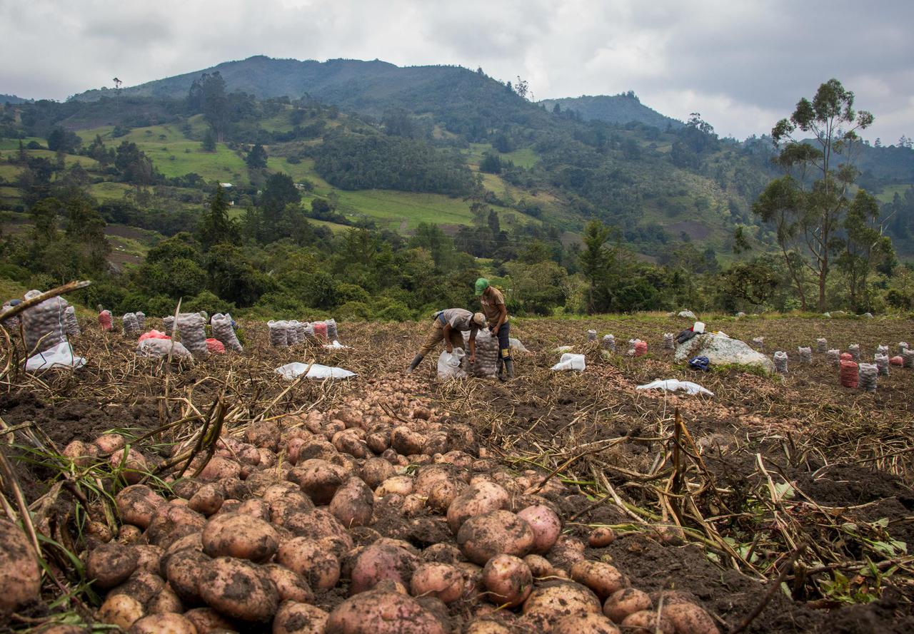 Farmers harvesting potatoes in scenic Boyacá, Colombia, with mountains in the background.