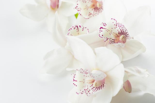 White orchids