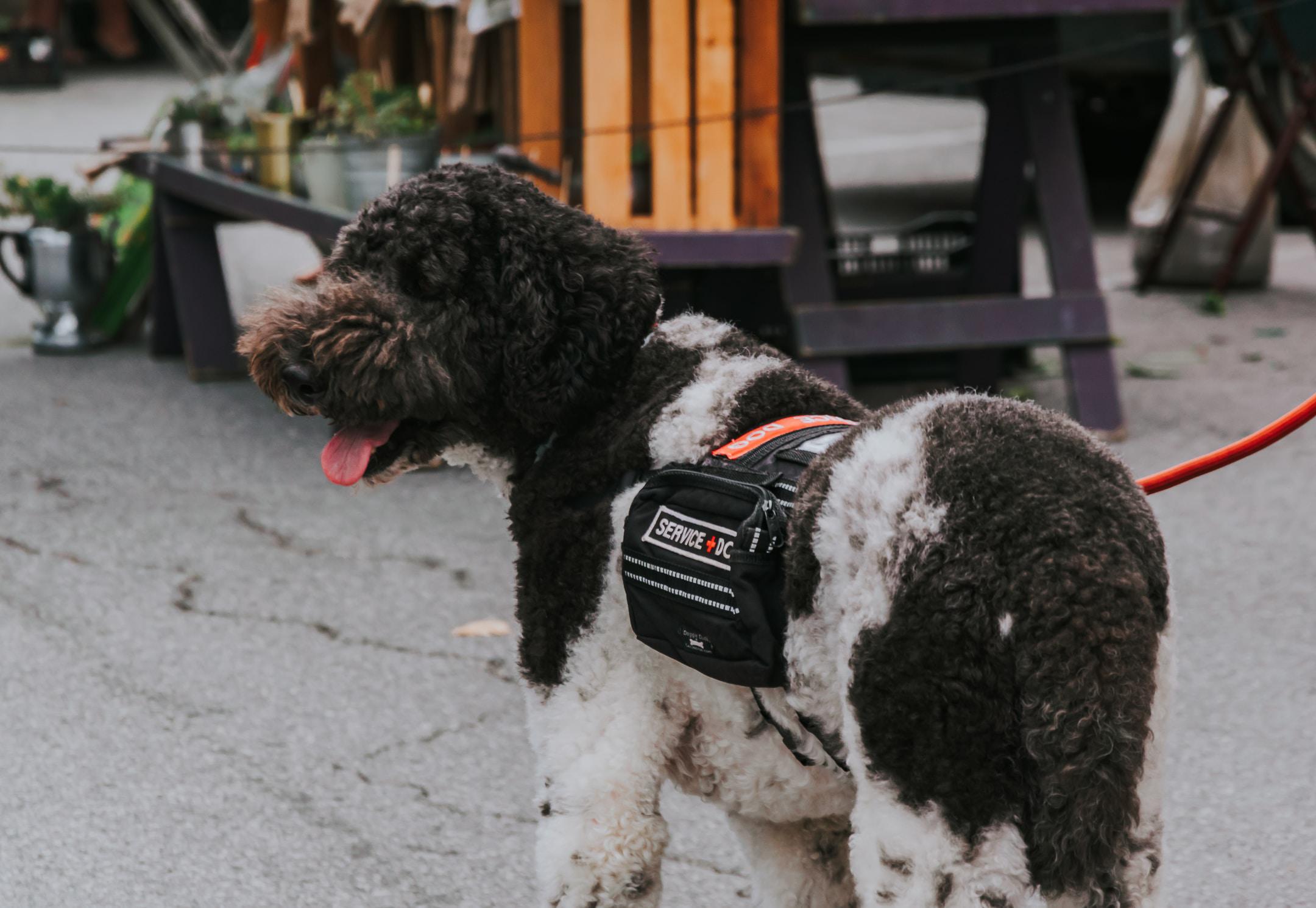 a healthy service animal with pet insurance for veterans