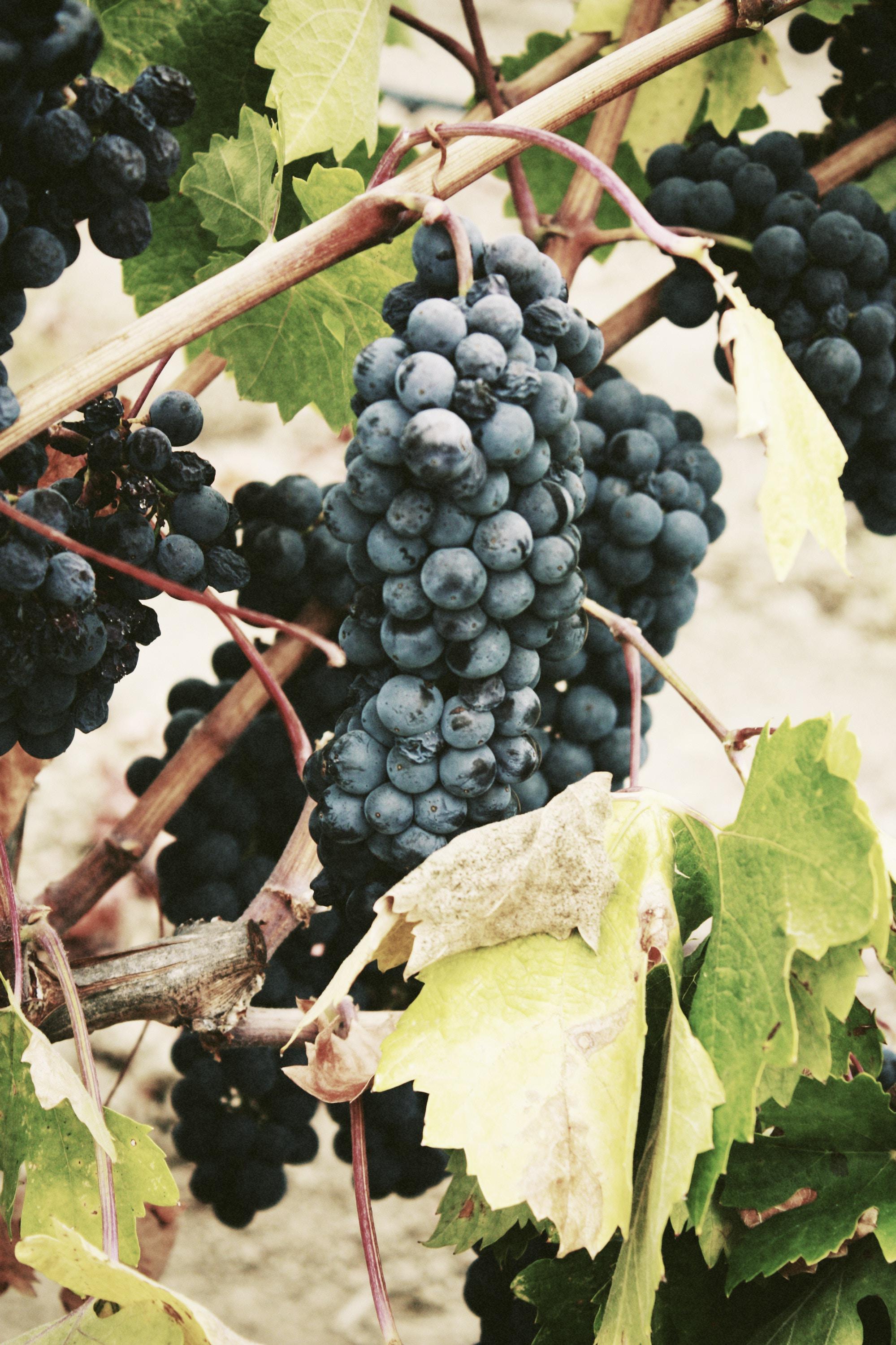 Drink Nine Iron Wines and support veterans