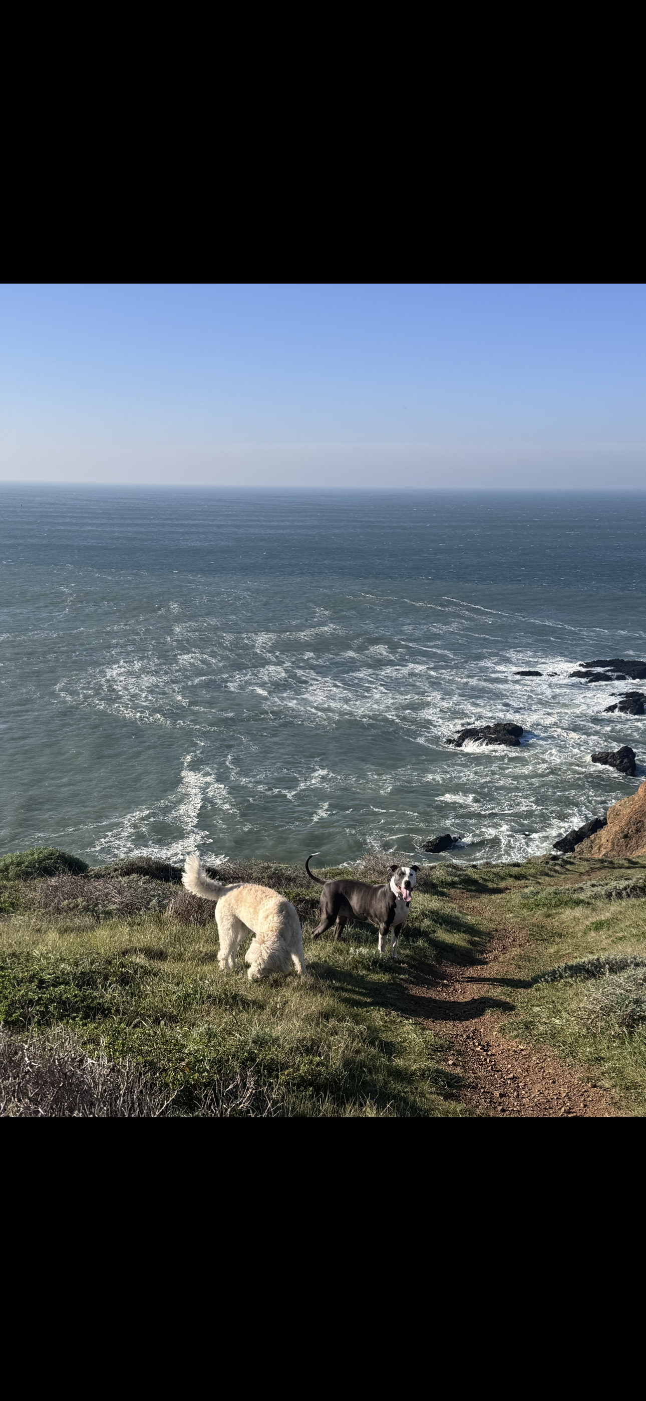 dogs by the ocean.png