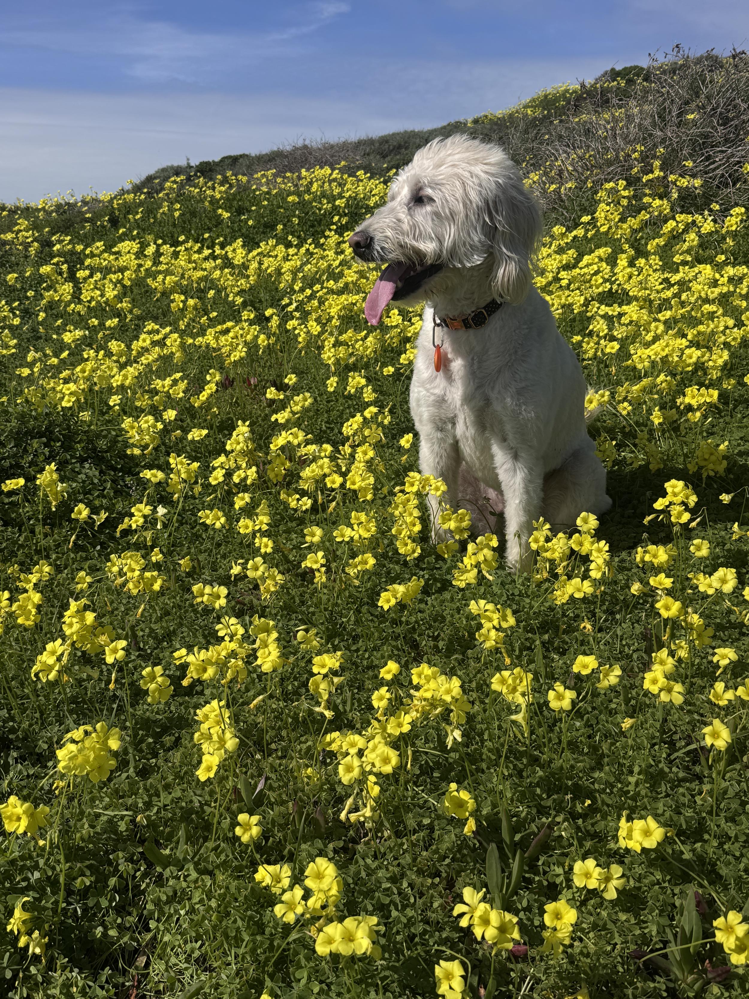 yellow flowers cleo.jpeg
