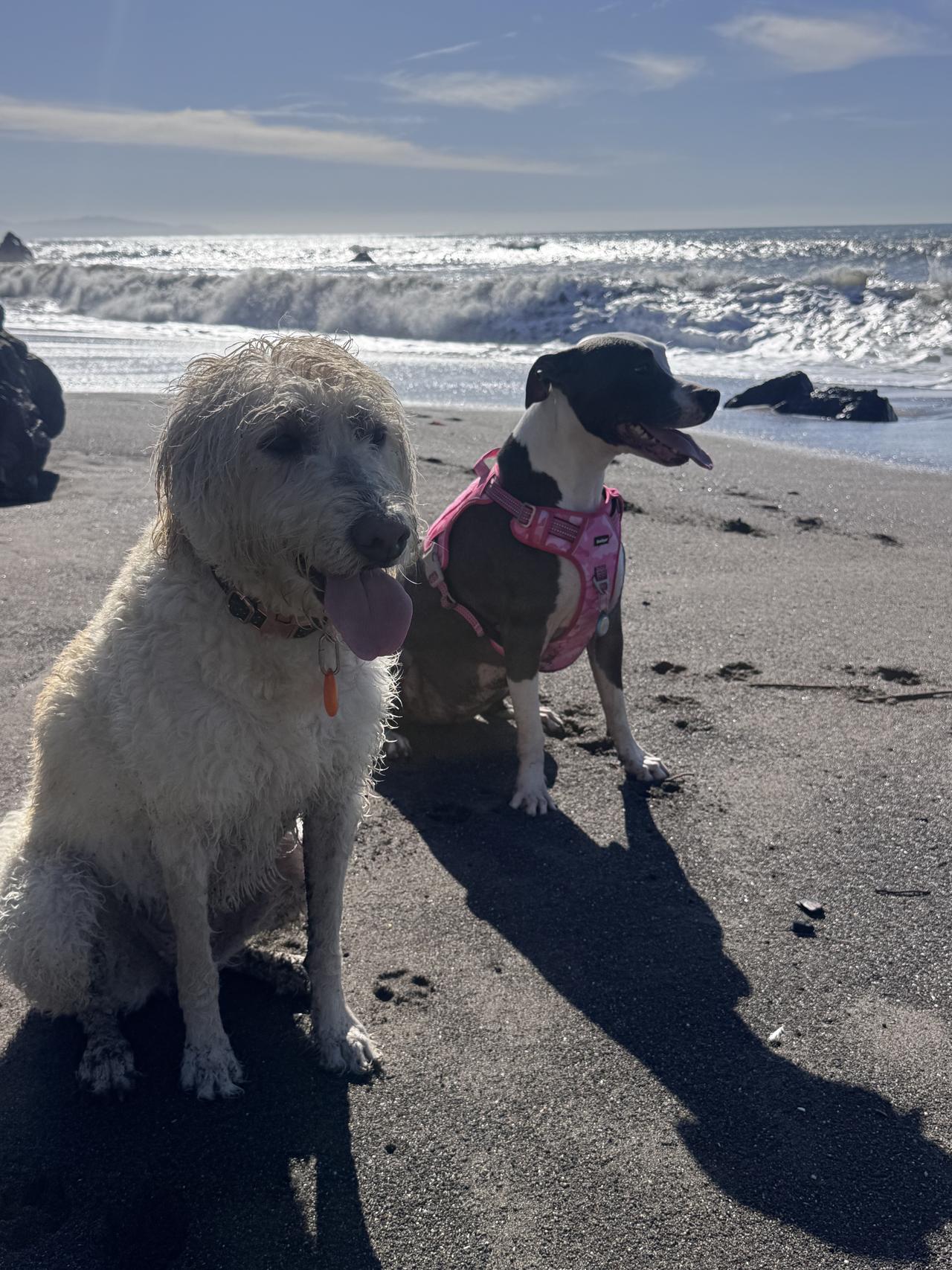 cleo and ley at the beach.jpeg