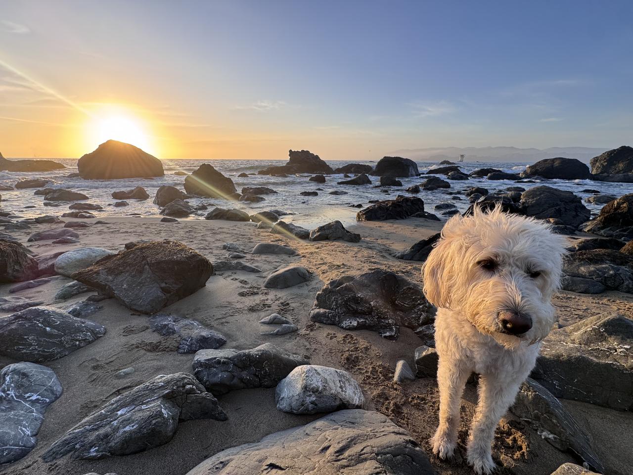 sunset with cleo.jpeg